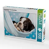 CALVENDO Puzzle Colored Boston Terrier Blue/White | 1000 Teile Lege-Größe 64x48cm Foto-Puzzle für glückliche Stunden Spiel