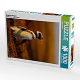 CALVENDO Puzzle Magellan-Pinguin 1000 Teile Puzzle hoch | 1000 Teile Lege-Größe 64 × 48 cm Foto-Puzzle für glückliche Stunden Spiel