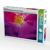 CALVENDO Puzzle Ein Motiv aus dem Kalender FARBENHARMONIE Botanischer Garten Montreal | 1000 Teile Lege-Größe 64x48cm Foto-Puzzle für glückliche Stunden Spiel