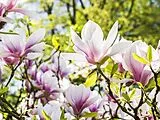 Blumen - 500 Teile (Puzzle) Spiel