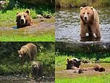 Collage Braunbär - 500 Teile (Puzzle) Spiel