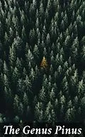 E-Book (epub) The Genus Pinus von George Russell Shaw
