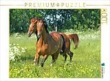 CALVENDO Puzzle Ein Motiv aus dem Kalender Pferde - Kameraden mit vier Hufen | 1000 Teile Lege-Größe 64x48cm Foto-Puzzle für glückliche Stunden Spiel