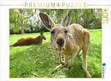 CALVENDO Puzzle Känguru | 1000 Teile Lege-Größe 64x48cm Foto-Puzzle für glückliche Stunden Spiel