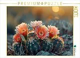 CALVENDO Puzzle Lachsrosa Blühende Kakteen in der Wüste | 1000 Teile Lege-Größe 64x48cm Foto-Puzzle für glückliche Stunden Spiel