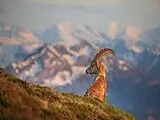 CALVENDO Puzzle Alpensteinbock | 1000 Teile Lege-Größe 64x48cm Foto-Puzzle für glückliche Stunden Spiel