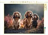 CALVENDO Puzzle Kurze Beine. Braune Augen. Zum Verlieben | 1000 Teile Lege-Größe 64x48cm Foto-Puzzle für glückliche Stunden Spiel