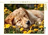CALVENDO Puzzle Träumender Golden Retriever-Welpe - Sanfte Ruhe in der Frühlingswiese | 1000 Teile Lege-Größe 64x48cm Foto-Puzzle für glückliche Stunden Spiel
