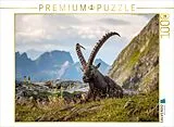 CALVENDO Puzzle Steinbock Siesta | 1000 Teile Lege-Größe 64x48cm Foto-Puzzle für glückliche Stunden Spiel