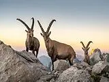 CALVENDO Puzzle Steinbock Treffen | 1000 Teile Lege-Größe 64x48cm Foto-Puzzle für glückliche Stunden Spiel
