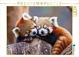 CALVENDO Puzzle Rote Panda | 1000 Teile Lege-Größe 64x48cm Foto-Puzzle für glückliche Stunden Spiel