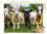 CALVENDO Puzzle Ziegen | 1000 Teile Lege-Größe 64x48cm Foto-Puzzle für glückliche Stunden Spiel
