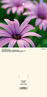 Kalender Bildrückwände für Typ 301 und 302 Blumen soriert 2027 von 