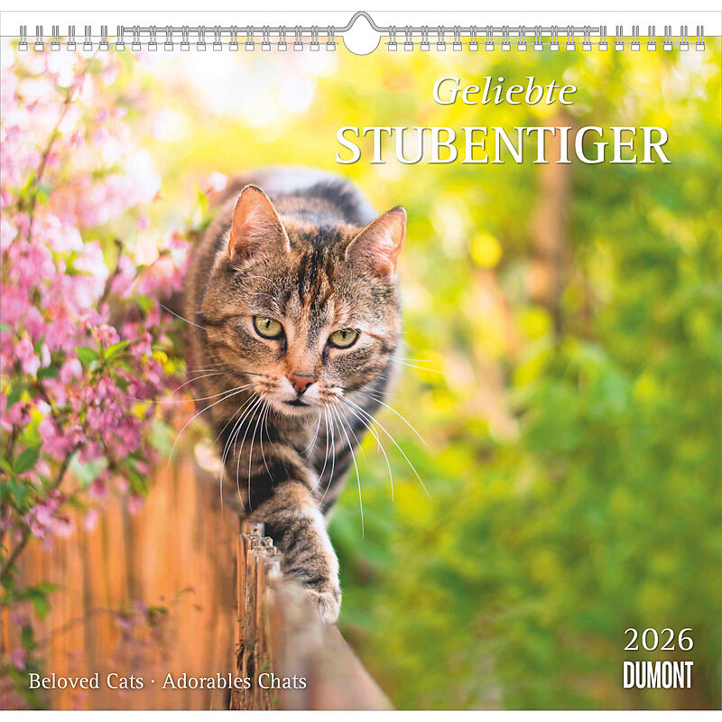 Geliebte Stubentiger 2026 - DUMONT Wandkalender - mit den wichtigsten Feiertagen - Format 38,0 x 35,5 cm