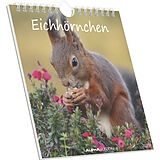 Kalender Eichhörnchen 2026 - Postkartenkalender im Format 16 x 17 von 