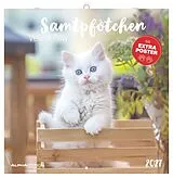 Kalender Samtpfötchen 2027 von
