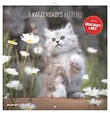 Kalender Katzenbabys 2027 von