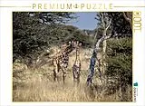 CALVENDO Puzzle Giraffen in der Savanne | 1000 Teile Lege-Größe 64x48cm Foto-Puzzle für glückliche Stunden Spiel