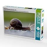 CALVENDO Puzzle Ein Motiv aus dem Kalender at Schneckentempo durch das Jahr | 1000 Teile Lege-Größe 64x48cm Foto-Puzzle für glückliche Stunden Spiel