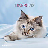Kalender Katzen 2023 - Broschürenkalender 30x30 cm (30x60 geöffnet) - Kalender mit Platz für Notizen - Cats - Bildkalender - Wandplaner - Katzenkalender von 