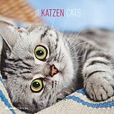 Kalender Katzen 2024 - Broschürenkalender 30x30 cm (30x60 geöffnet) - Kalender mit Platz für Notizen - Cats - Bildkalender - Wandplaner - Katzenkalender von 