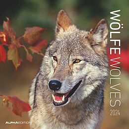 Kalender Alpha Edition Wölfe Broschürenkalender 2024, im Format 30 x 30 cm (30 x 60 geöffnet), Monatskalender mit Ferienterminen, Wandkalender für Tierliebhaber von 