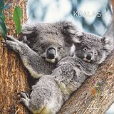 Kalender Koalas 2024 - Broschürenkalender 30x30 cm (30x60 geöffnet) - Kalender mit Platz für Notizen - koala bears - Bildkalender - Wandplaner - Bärenkalender von 