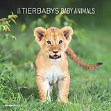 Kalender Tierbabys 2024 - Broschürenkalender 30x30 cm (30x60 geöffnet) - Kalender mit Platz für Notizen - Baby Animals - Bildkalender - Wandplaner - Alpha Edition von 