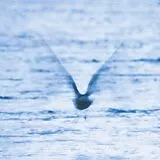 Ryo Fukui CD Mellow Dream