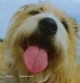 Songdog CD Mirabilia Mundi