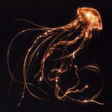 Royal Blood CD Back To The Water Below