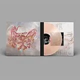 Hasegawa Hakushi LP (analog) Mahogakko