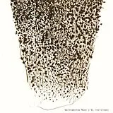 John Edwards, John Russell Evan Parker Vinyl Walthamstow Moon (''61 Revisted)