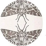 Jute Gyte Maxi Single (analog) The Sparrow