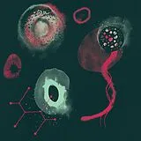 Polypores Vinyl The Impossibility
