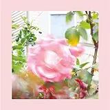 Pinks And Purples, The Reds LP (analog) Summer At Land S End (classic Black Vinyl)
