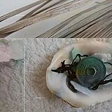 Damien Dubrovnik Vinyl Great Many Arrows