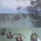 Cremation Lily Vinyl In England Now, Underwater
