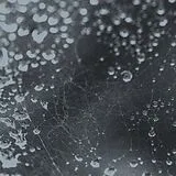Fuji||||||||||Ta LP (Vinyl) Noiseem