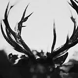 Ihsahn Vinyl Ihsahn