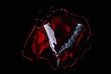Black Veil Brides CD Bleeders
