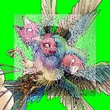 Finch Gouldian Vinyl Hatch