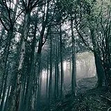 Akira Kosemura Vinyl In The Dark Woods