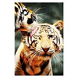 Diamond Painting Tigers 25x35 cm Spiel