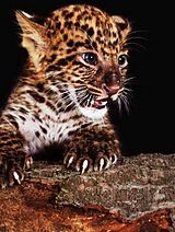 Diamond Painting Leopard Baby 25x35 cm Spiel