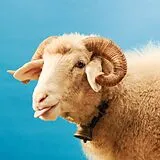 Dabu Fantastic CD So Easy