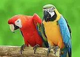 Diamond Painting Parrots/Papageien 30 x 40 cm Spiel