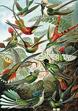 Haeckel - Kolibris Spiel