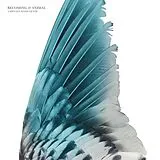 Becoming Animal Vinyl A Distant Hand Lifted