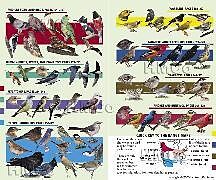 Kaufman Field Guide to Birds of North America